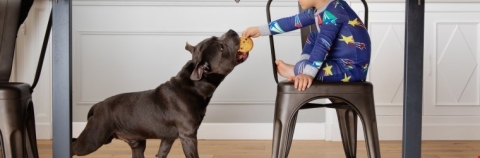 Dog being fed by a sitting child 